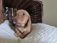 Rufus, a male Miniature Dachshund for sale in Goshen, IN – 3 of 5