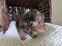 Douggie, a male Miniature Dachshund for sale in Goshen, IN – 3 of 5