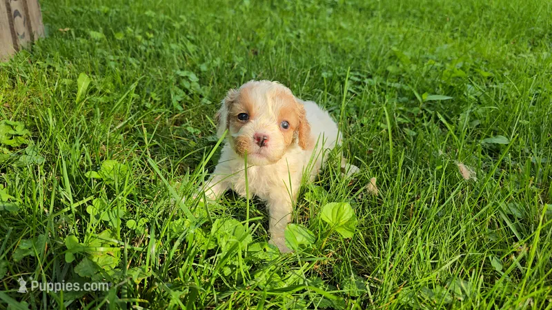 Buttercup – Cavapoo puppy for sale in Goshen, IN
