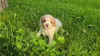 Buttercup, a female Cavapoo for sale in Goshen, IN – 1 of 5