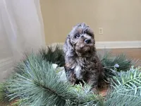 Lilac, a female Cavapoo for sale in Goshen, IN – 4 of 5