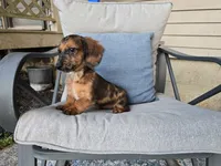 Frappuccino, a male Miniature Dachshund for sale in Goshen, IN – 5 of 6