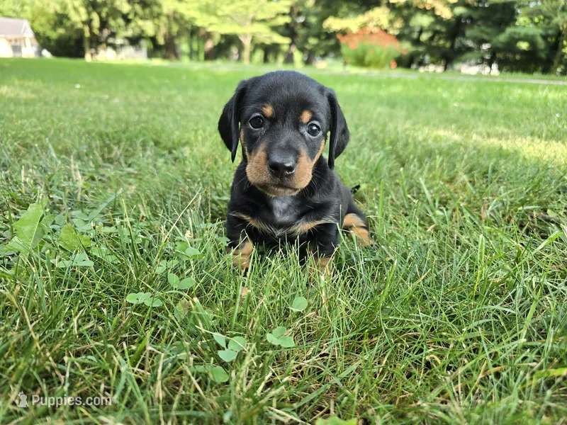 Zane – Miniature Dachshund puppy for sale in Goshen, IN
