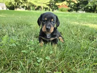 Zane, a male Miniature Dachshund for sale in Goshen, IN – 1 of 5