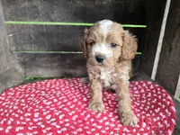Hollyhock, a female Cavapoo for sale in Goshen, IN – 2 of 5