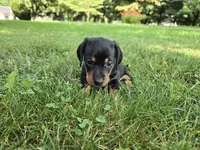 Zane, a male Miniature Dachshund for sale in Goshen, IN – 3 of 5