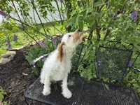 Mario, a male Cavapoo for sale in Goshen, IN – 5 of 5