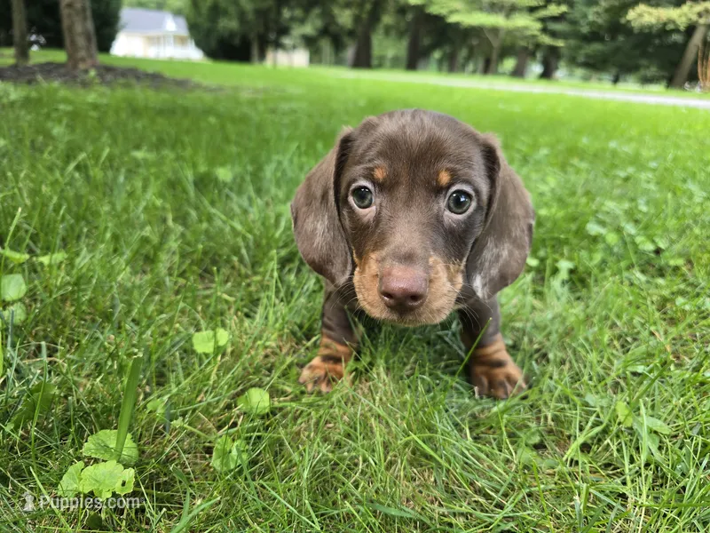 Milo – Miniature Dachshund puppy for sale in Goshen, IN