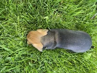 Cortado, a male Miniature Dachshund for sale in Goshen, IN – 3 of 6