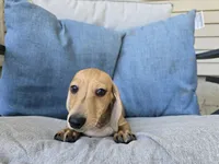 Whiskey, a male Miniature Dachshund for sale in Goshen, IN – 4 of 6