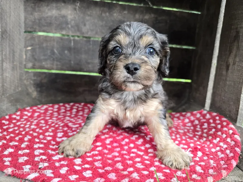 Hemlock – Cavapoo puppy for sale in Goshen, IN