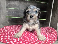 Hemlock, a male Cavapoo for sale in Goshen, IN – 1 of 6
