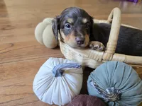 Gilbert, a male Miniature Dachshund for sale in Goshen, IN – 5 of 6