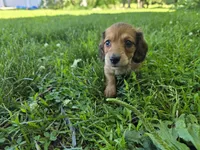 Deacon, a male Miniature Dachshund for sale in Goshen, IN – 6 of 7
