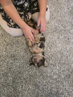 Diana, a female Miniature Dachshund for sale in Goshen, IN – 2 of 6