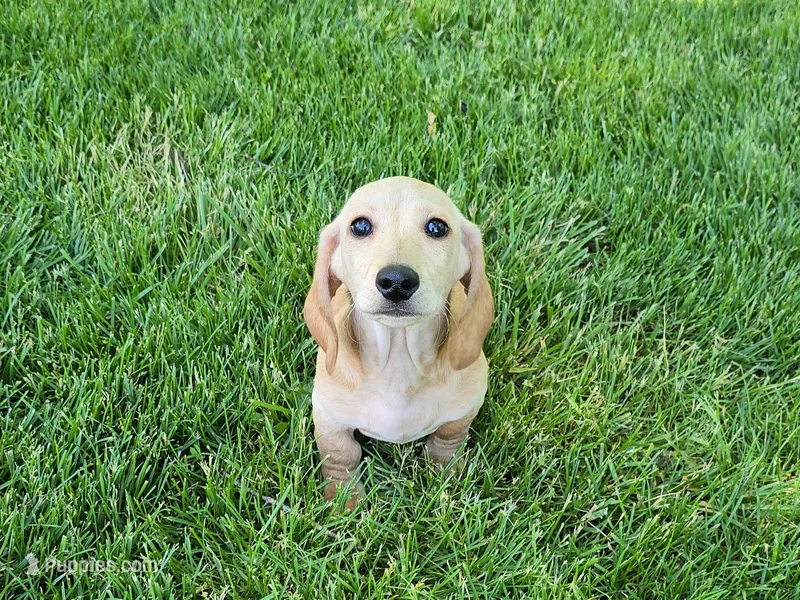 Scotch – Miniature Dachshund puppy for sale in Goshen, IN