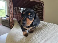 Sven, a male Miniature Dachshund for sale in Goshen, IN – 2 of 5