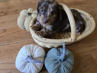 Diana, a female Miniature Dachshund for sale in Goshen, IN – 5 of 6