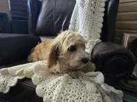 Luigi, a male Cavapoo for sale in Goshen, IN – 3 of 5