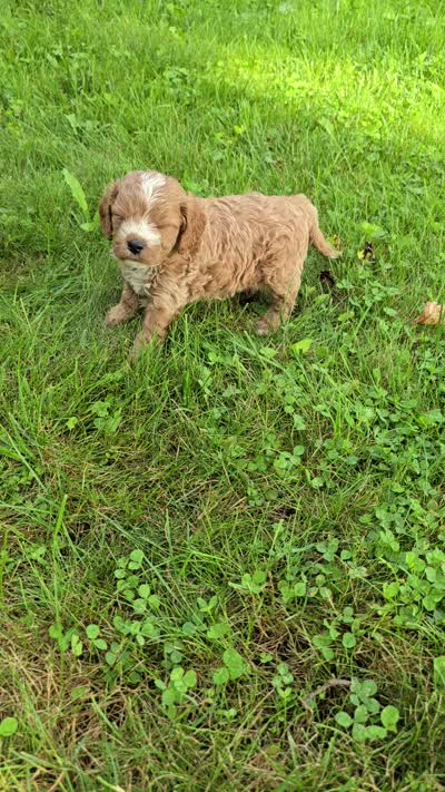 Hollyhock, a female Cavapoo for sale in Goshen, IN – 5 of 5