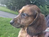 Frappuccino, a male Miniature Dachshund for sale in Goshen, IN – 4 of 6