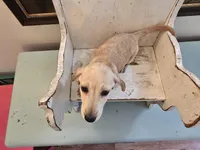 Scotch, a male Miniature Dachshund for sale in Goshen, IN – 4 of 6