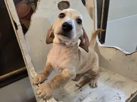 Scotch, a male Miniature Dachshund for sale in Goshen, IN – 3 of 6