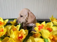 Scotch, a male Miniature Dachshund for sale in Goshen, IN – Photo 2 of 5