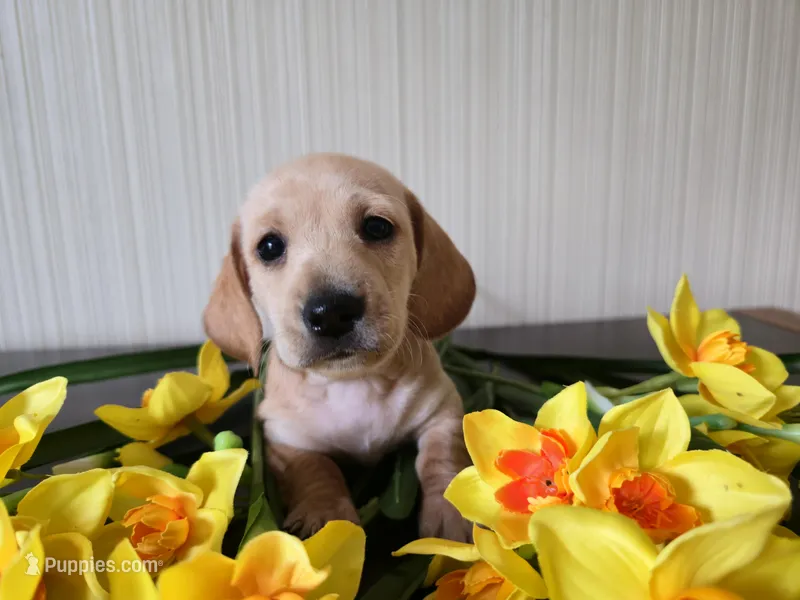 Scotch – Miniature Dachshund puppy for sale in Goshen, IN