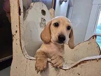 Scotch, a male Miniature Dachshund for sale in Goshen, IN – 2 of 6