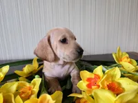 Scotch, a male Miniature Dachshund for sale in Goshen, IN – Photo 3 of 5