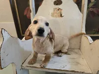 Scotch, a male Miniature Dachshund for sale in Goshen, IN – 6 of 6