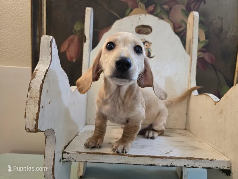 Scotch – Miniature Dachshund puppy for sale in Goshen, IN