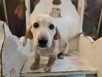 Scotch, a male Miniature Dachshund for sale in Goshen, IN – 5 of 6