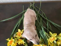 Scotch, a male Miniature Dachshund for sale in Goshen, IN – Photo 4 of 5