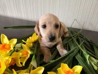 Scotch, a male Miniature Dachshund for sale in Goshen, IN – Photo 5 of 5