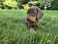 Cocoa, a female Miniature Dachshund for sale in Goshen, IN – 3 of 5