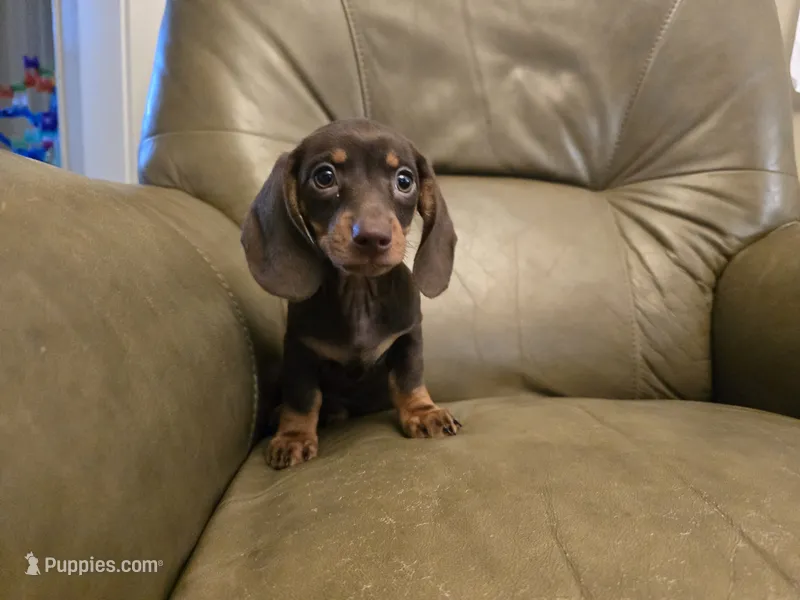 Hershey – Miniature Dachshund puppy for sale in Goshen, IN