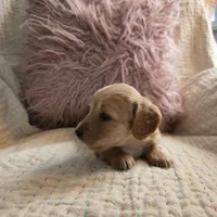 Victoria, a female Miniature Dachshund for sale in Goshen, IN – Photo 3 of 5