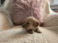 Victoria, a female Miniature Dachshund for sale in Goshen, IN – Photo 3 of 5