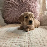 Victoria, a female Miniature Dachshund for sale in Goshen, IN – Photo 2 of 5