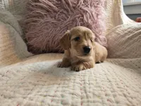 Victoria, a female Miniature Dachshund for sale in Goshen, IN – Photo 2 of 5