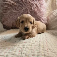 Victoria, a female Miniature Dachshund for sale in Goshen, IN – Photo 1 of 5