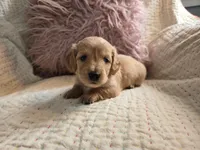 Victoria, a female Miniature Dachshund for sale in Goshen, IN – Photo 1 of 5