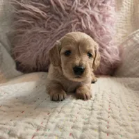 Victoria, a female Miniature Dachshund for sale in Goshen, IN – Photo 4 of 5