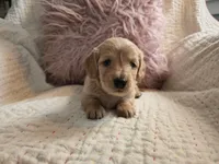 Victoria, a female Miniature Dachshund for sale in Goshen, IN – Photo 4 of 5