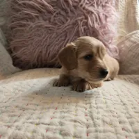 Victoria, a female Miniature Dachshund for sale in Goshen, IN – Photo 5 of 5