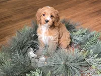 Rose, a female Cavapoo for sale in Goshen, IN – 2 of 7