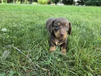 Hershey, a male Miniature Dachshund for sale in Goshen, IN – 3 of 5