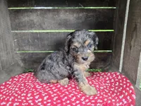 Hemlock, a male Cavapoo for sale in Goshen, IN – 4 of 6